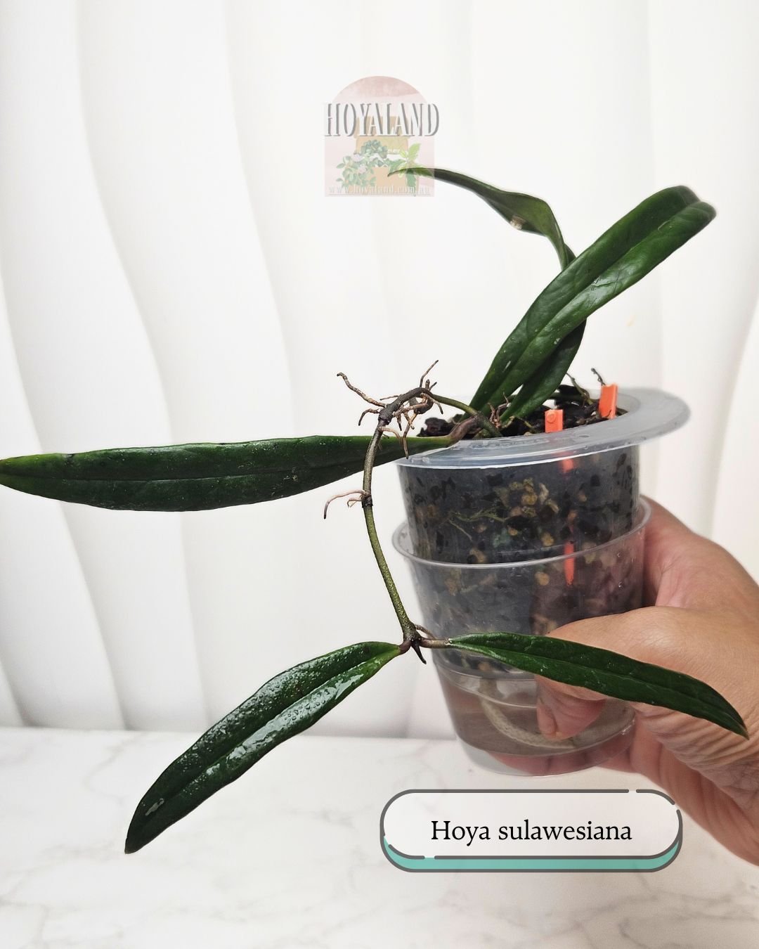 Hoya sulawesiana | Indented Veins | Waxy Jurassic Leaves | Hoyaland 🌿🌿