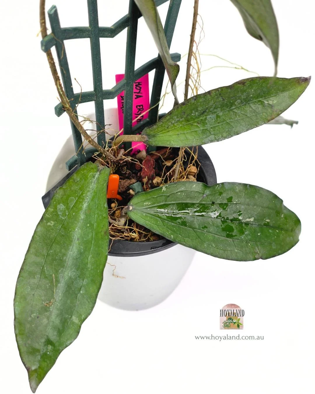 Hoya erythrina bacho.jpg