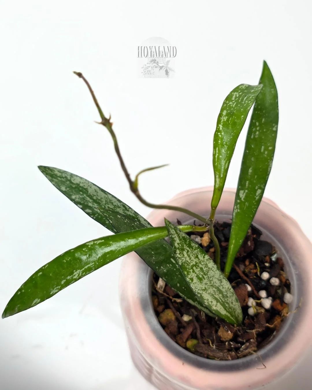 Hoya Tanggamus Bamboo (4).jpg