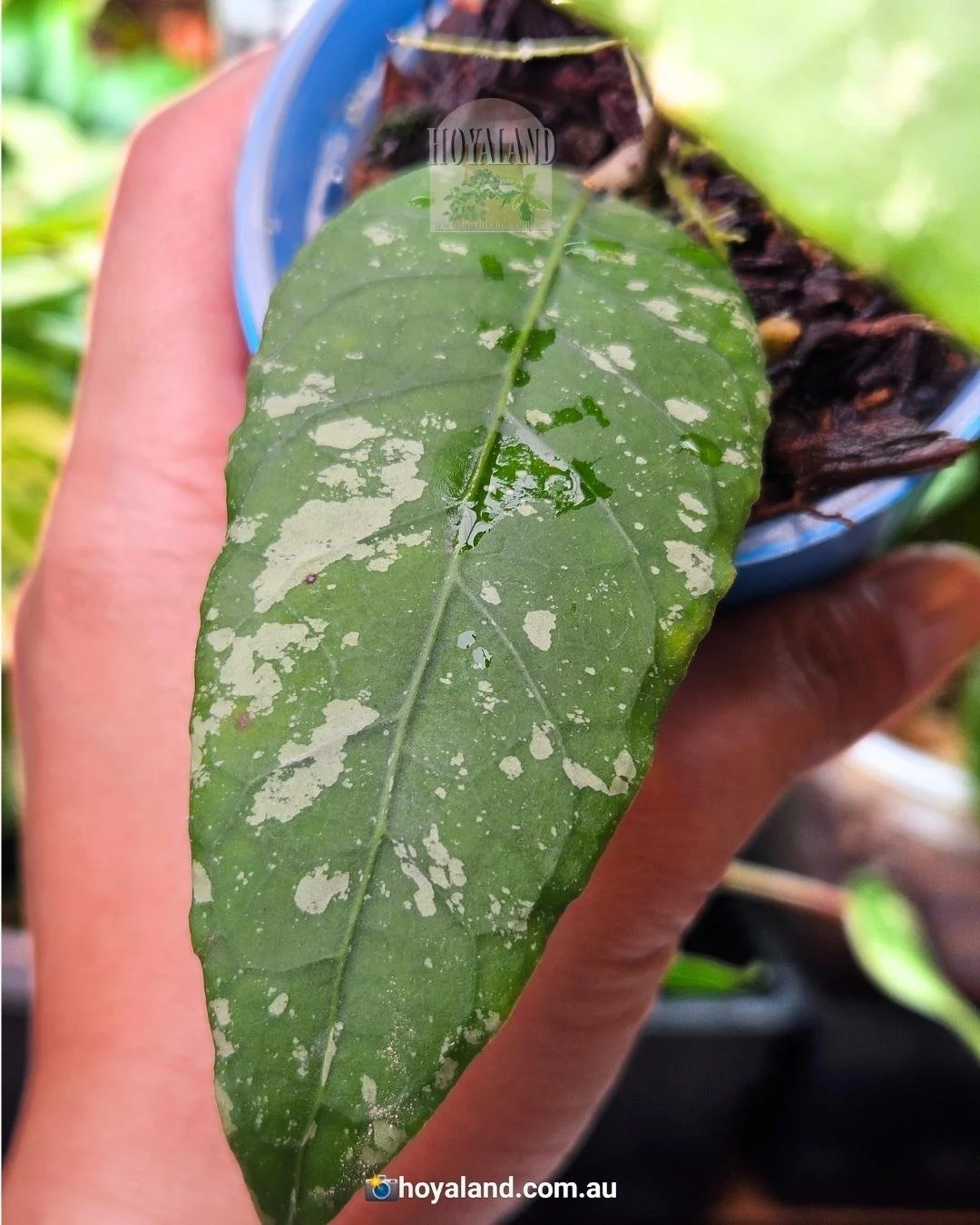 Hoya meredithii aceh kopi montain (7).jpg