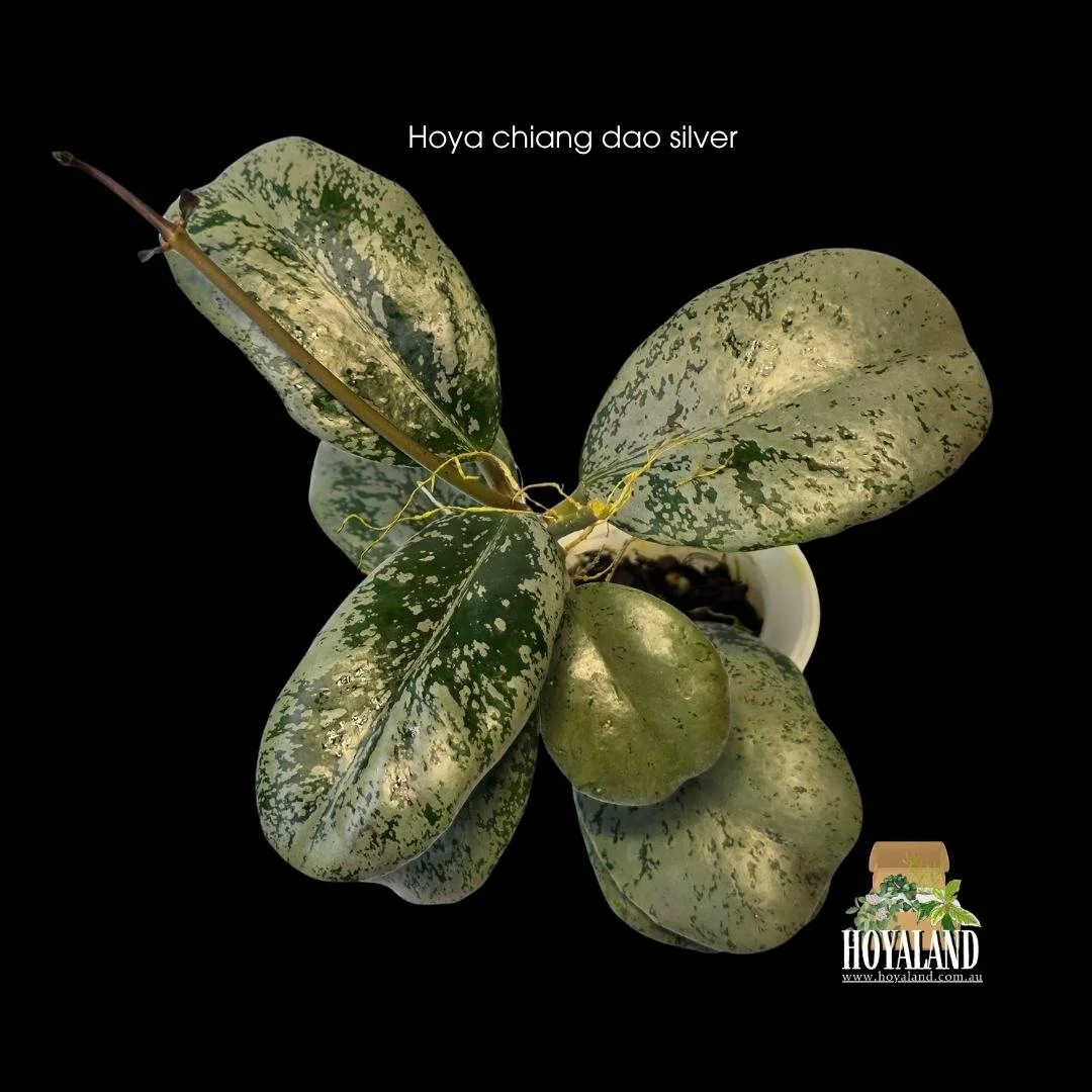 ⛄Hoya sp. Chiang Dao (Silver) | Highly Splashed Rose-Petal Collector Hoya