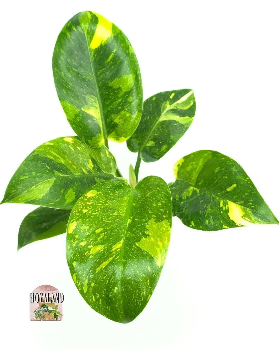 Philodendron green congo var (4).jpg