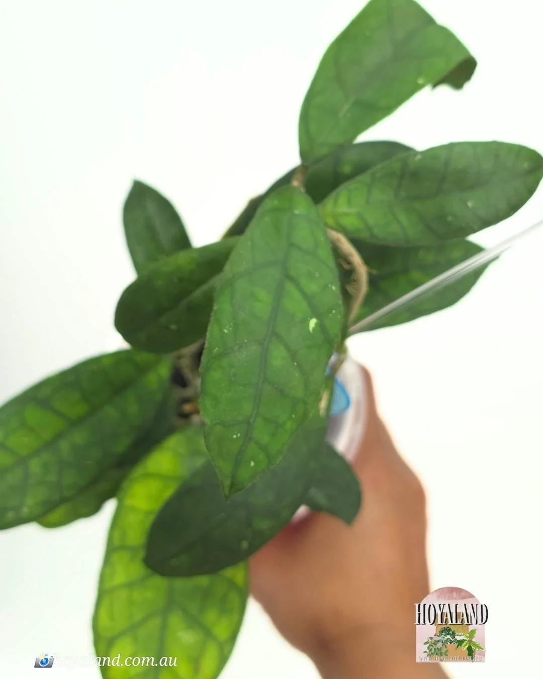 🌞 Hoya finlaysonii (Round) AH 021 Large 🩷