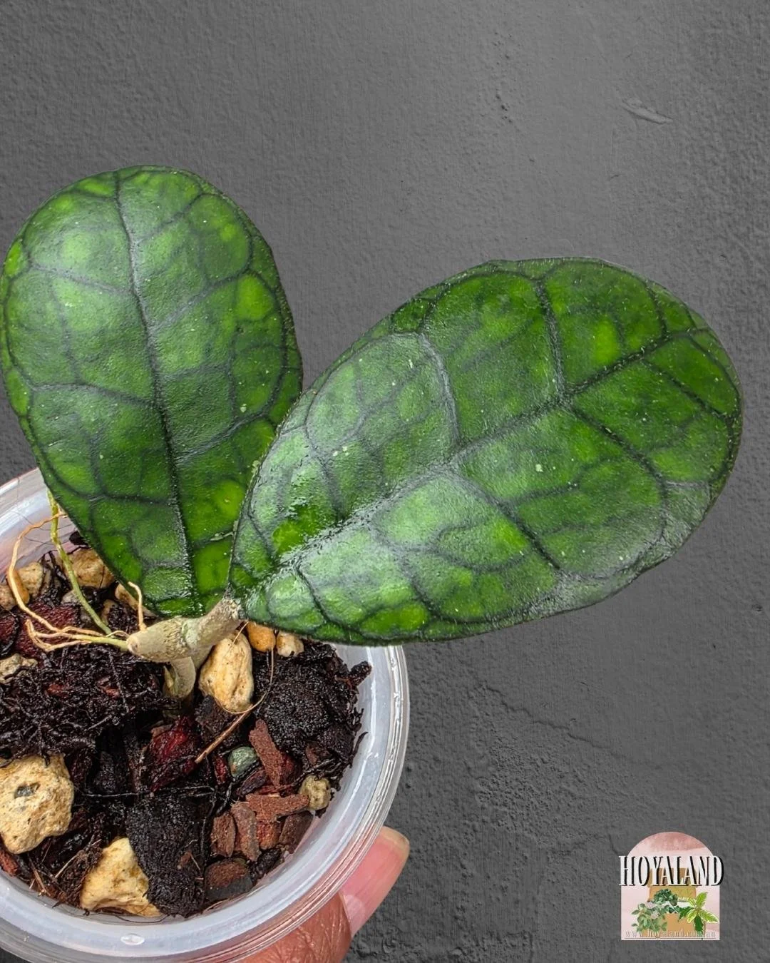 Hoya finlaysonii ah 021 (11).jpg