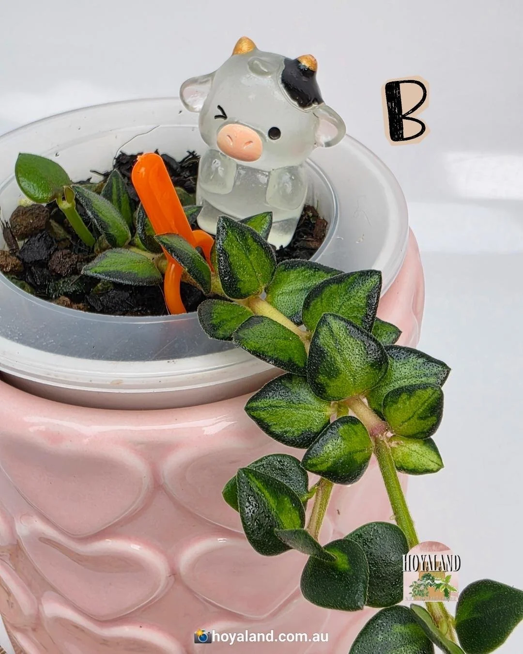 Hoya chinghungensis variegata B (3).jpg