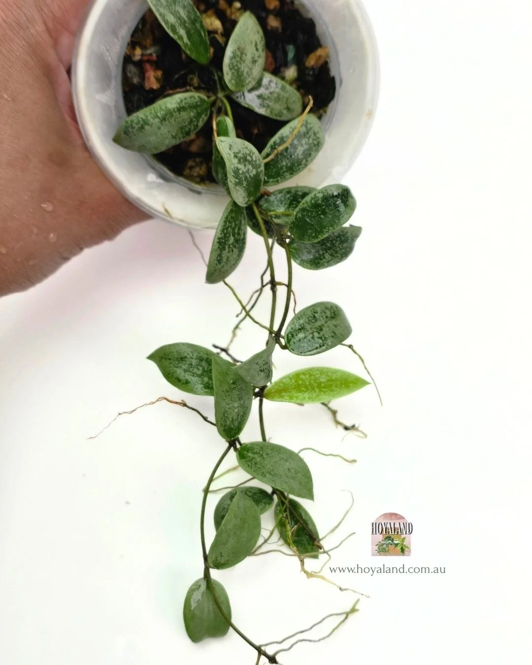 Hoya aff picta silver (3).jpg