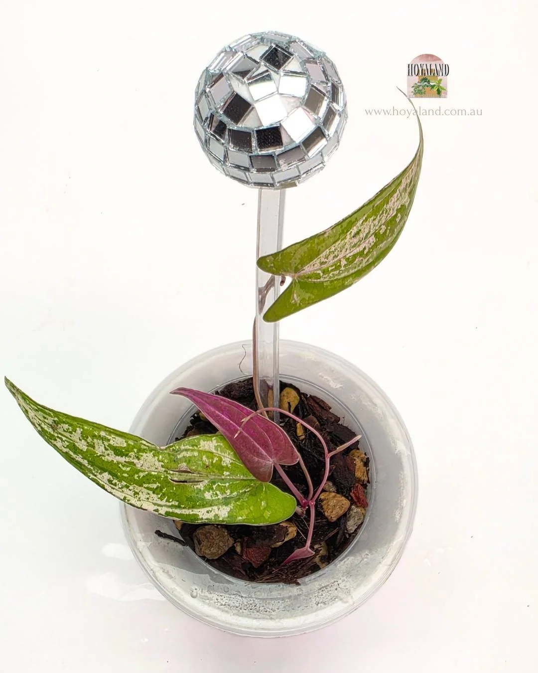 Dioscorea Pixel (7).jpg