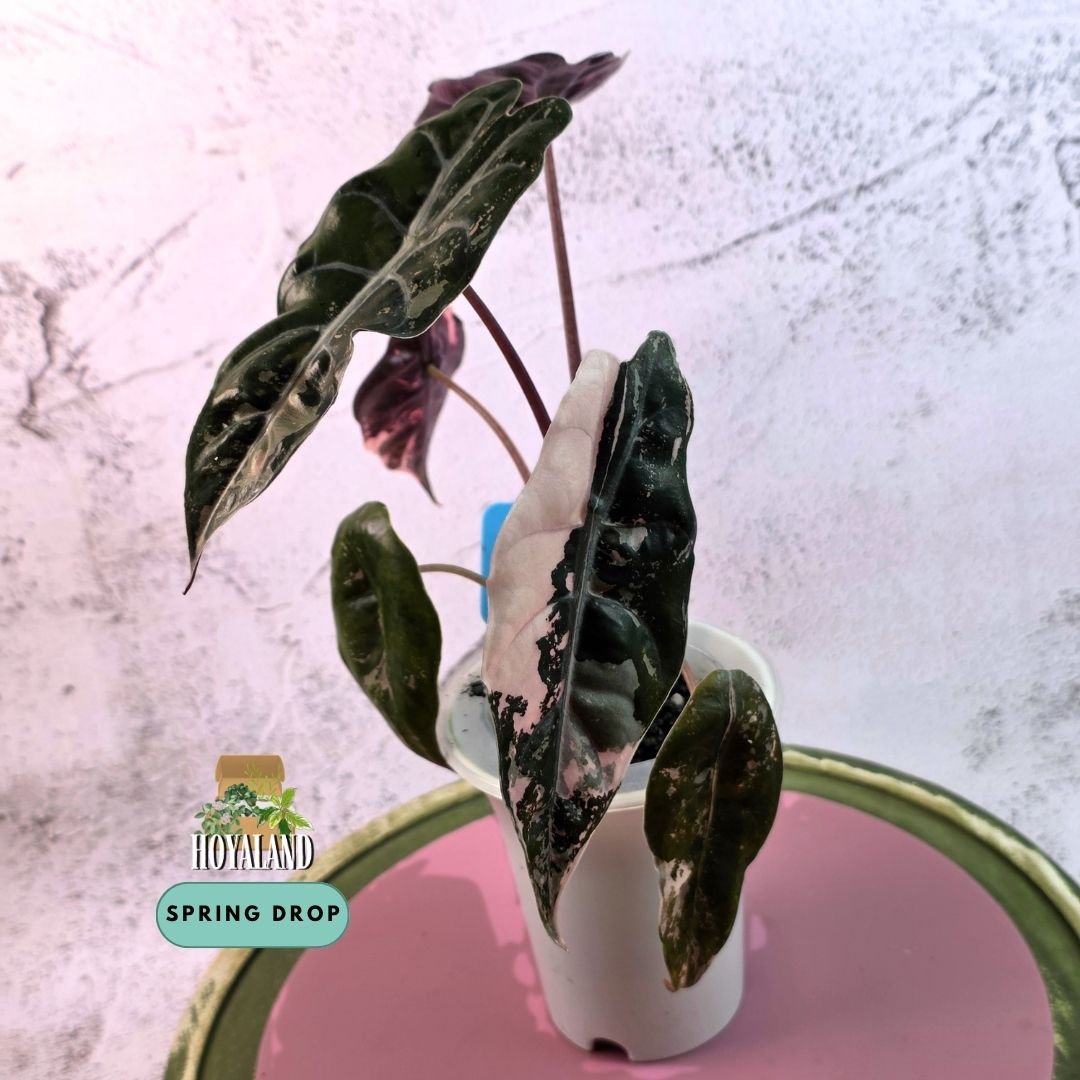 Established corm-grown Alocasia chantrieri Pink Variegata in a self-watering pot showing metallic scalloped leaves with candy-pink marbling and burgundy reverse