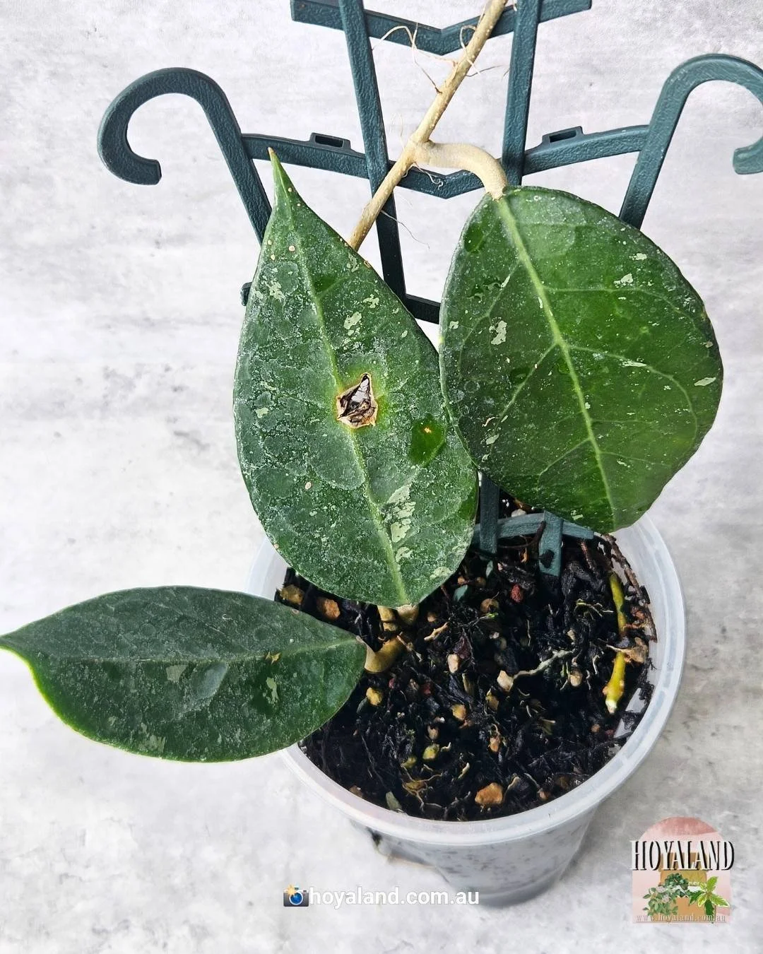 Hoya wayang  (4).jpg