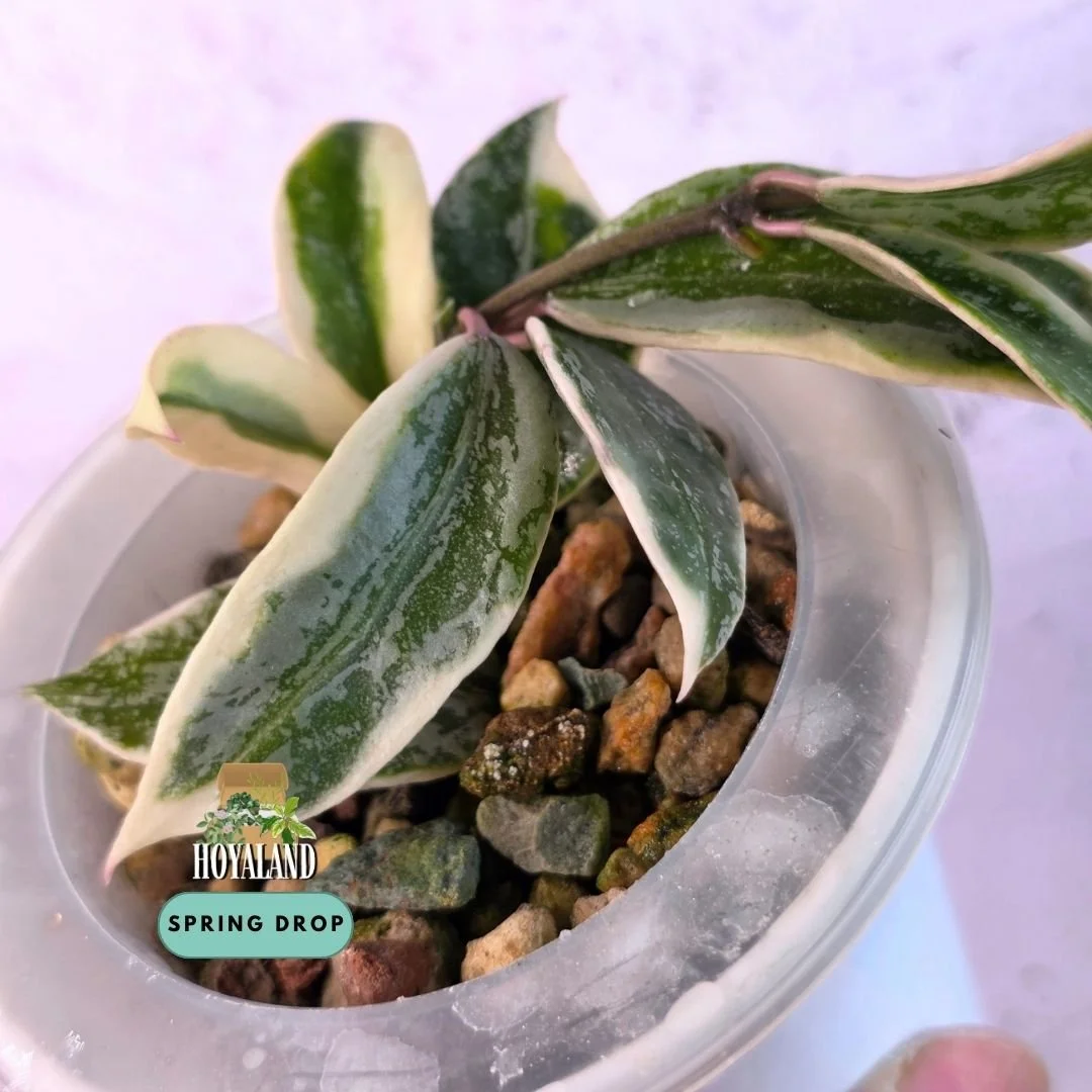 Hoya lacunosa lumina princess (6).jpg