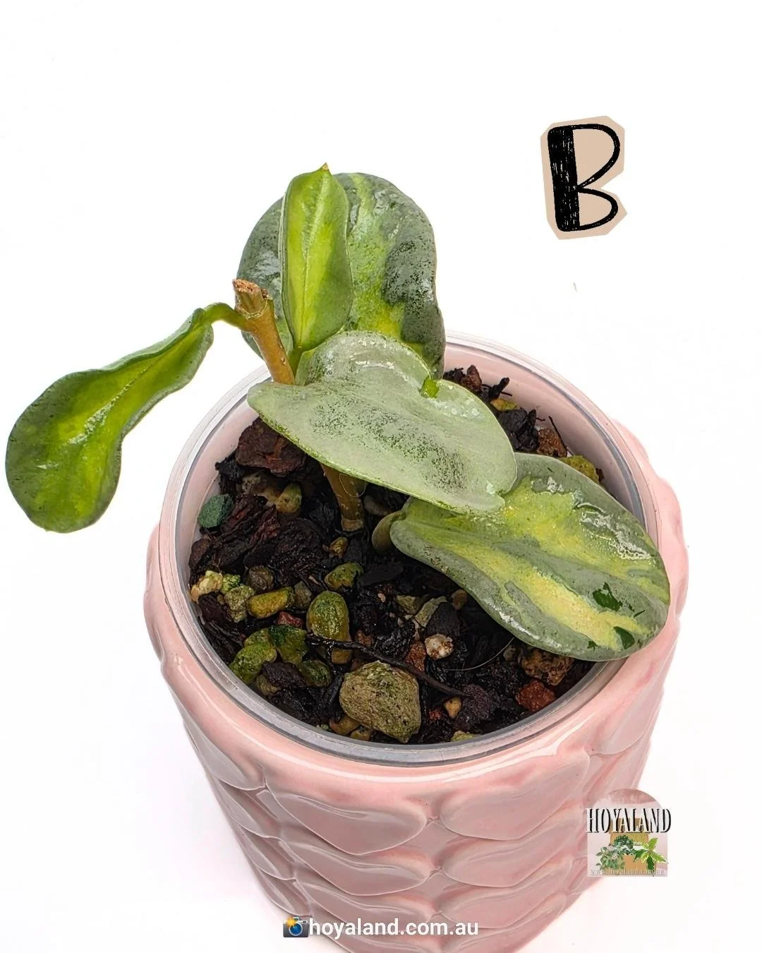 Hoya Argentea Princess B (5).jpg