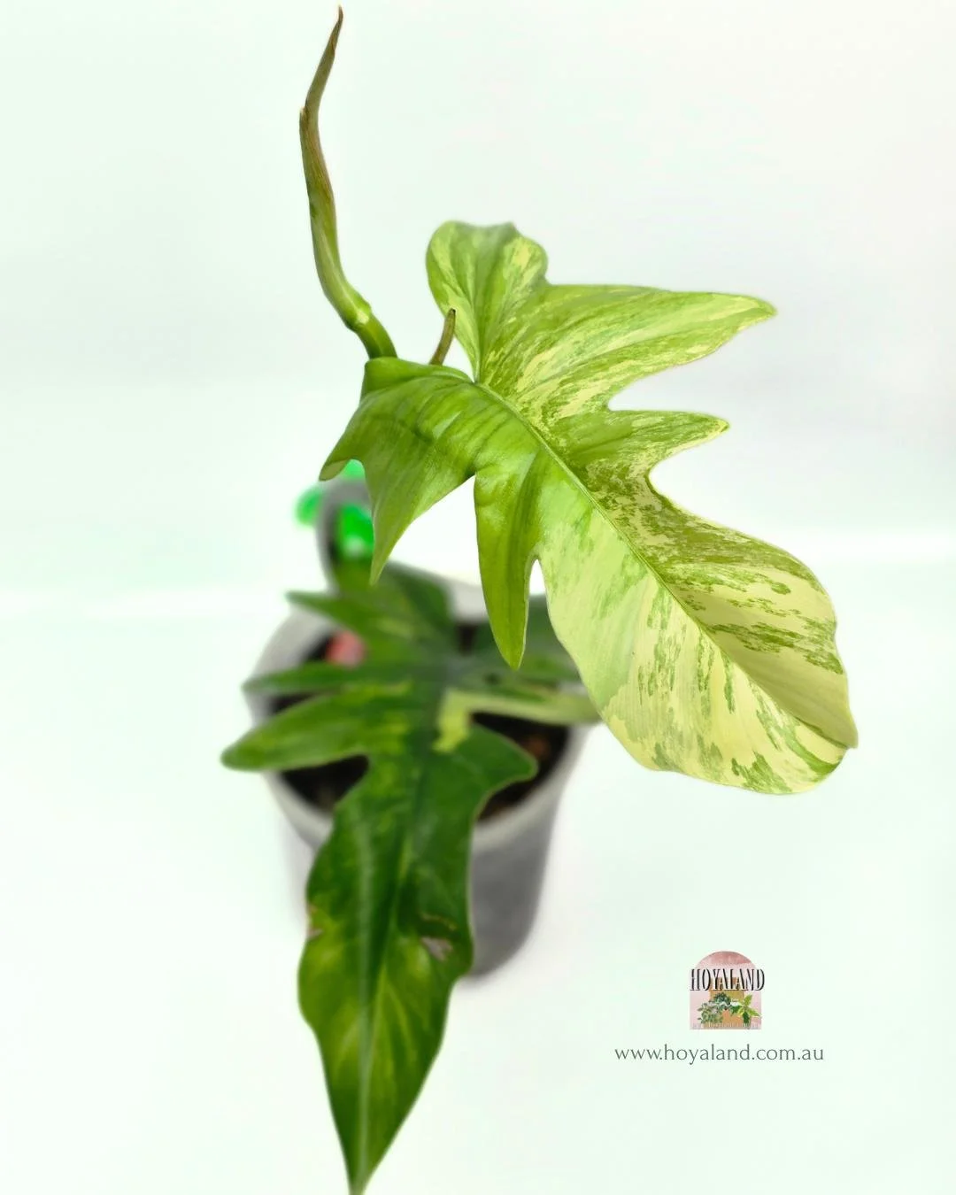 Philodendron FB x Mayoi.jpg