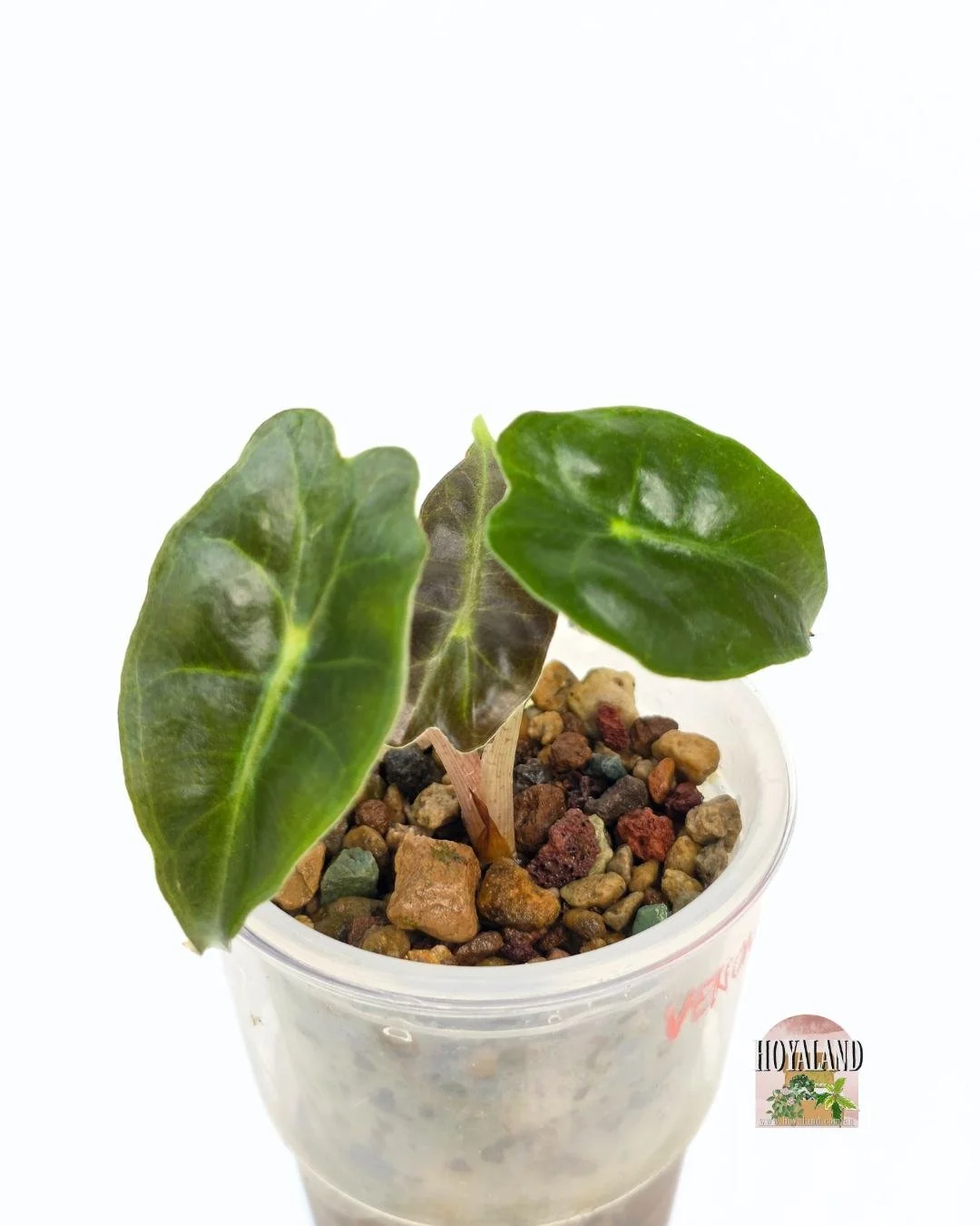 alocasia venom (3).jpg (Copy)