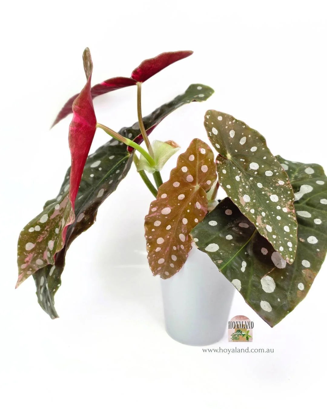 Begonia maculata wightii var (2).jpg