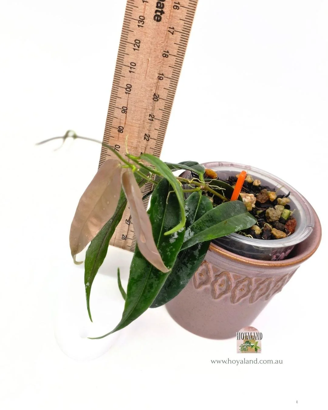 Hoya paradisea (1).jpg