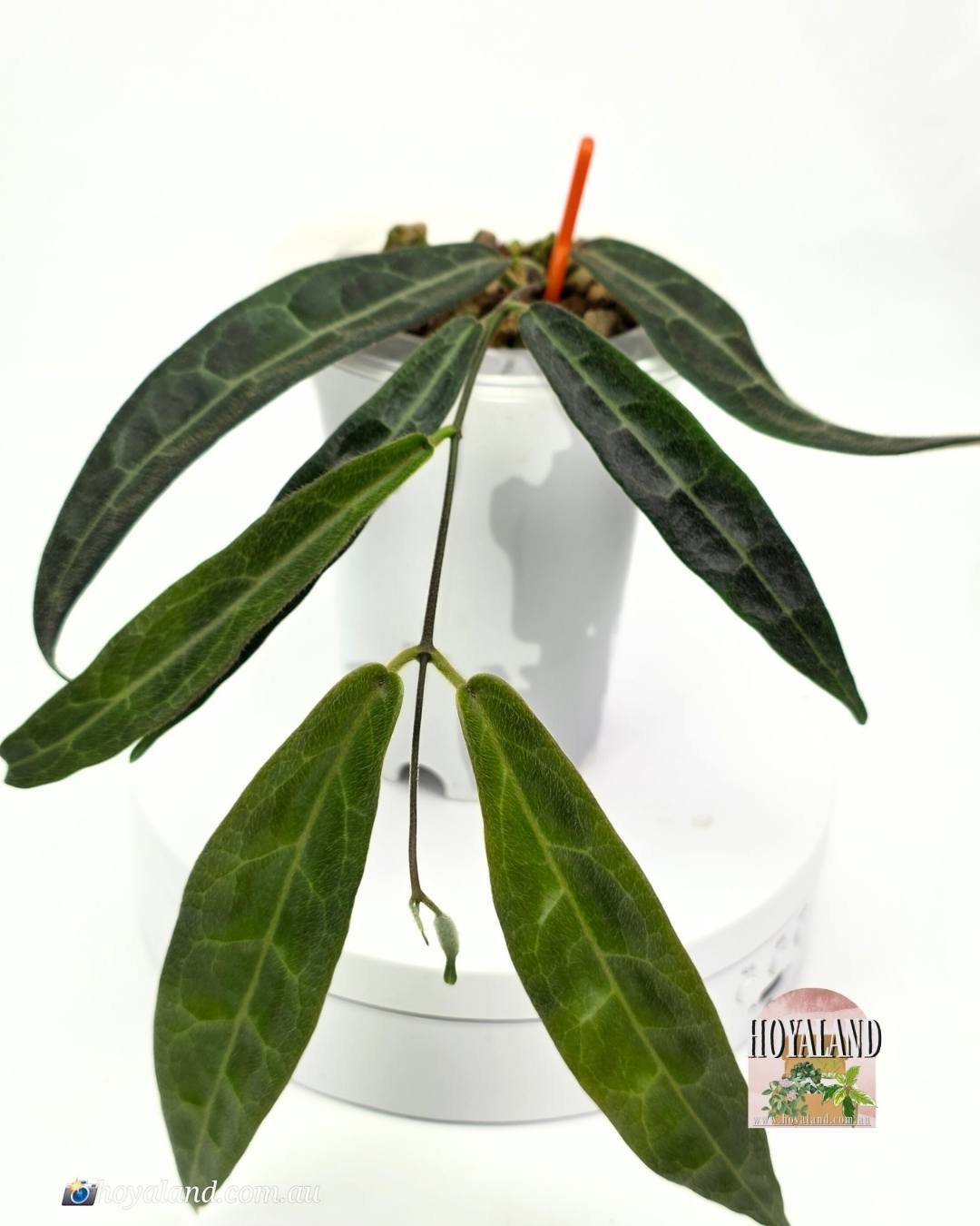 Hoya hypolasia indonesia small (4).jpg