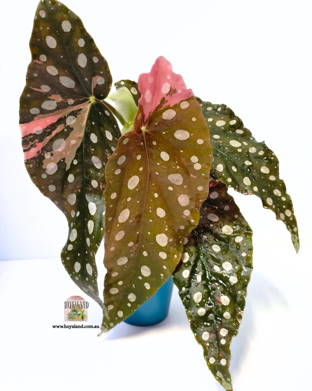 Begonia maculata var large (4).jpg