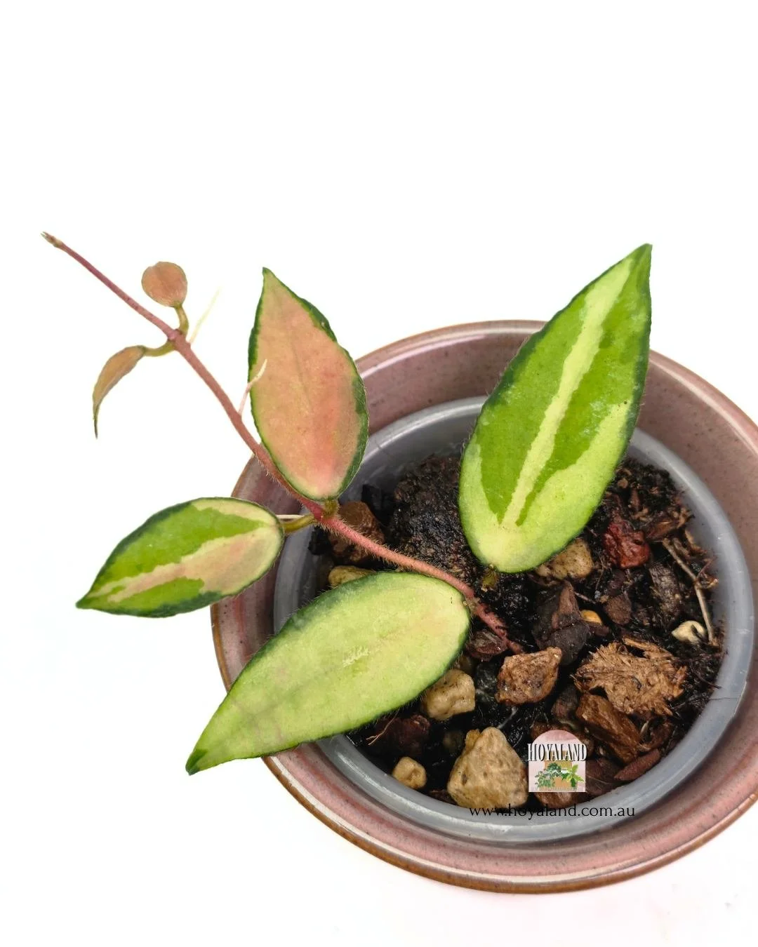 🍂  RARE Hoya caudata variegata Tip