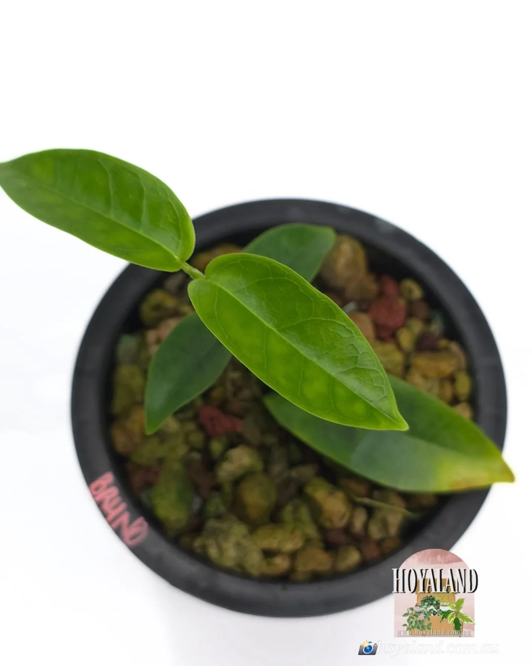 Hoya Bruno queen.jpg