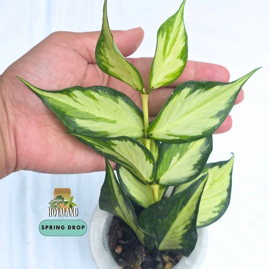 Hoya polyneura variegata | Inner Variegated Cool-Growing Fishtail Hoya - Small