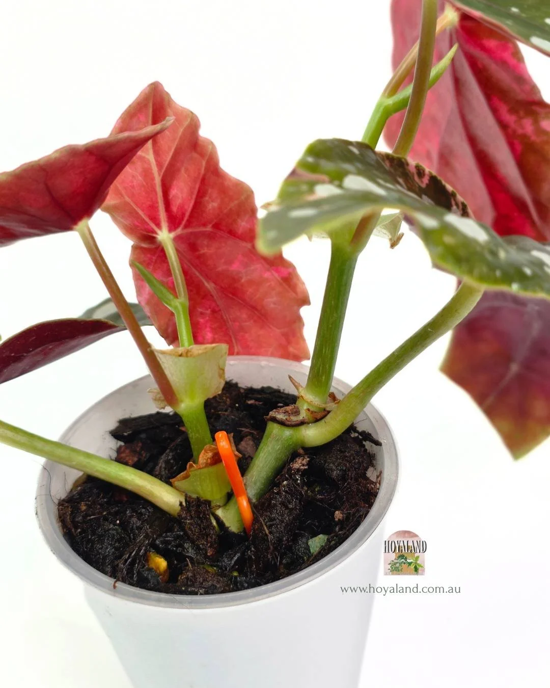 Begonia maculata wightii var (5).jpg