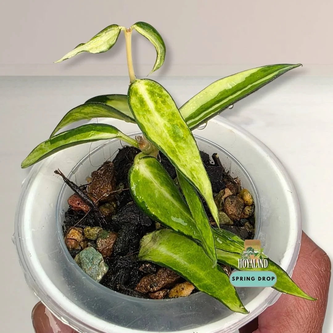 Hoya burmanica variegata.jpg