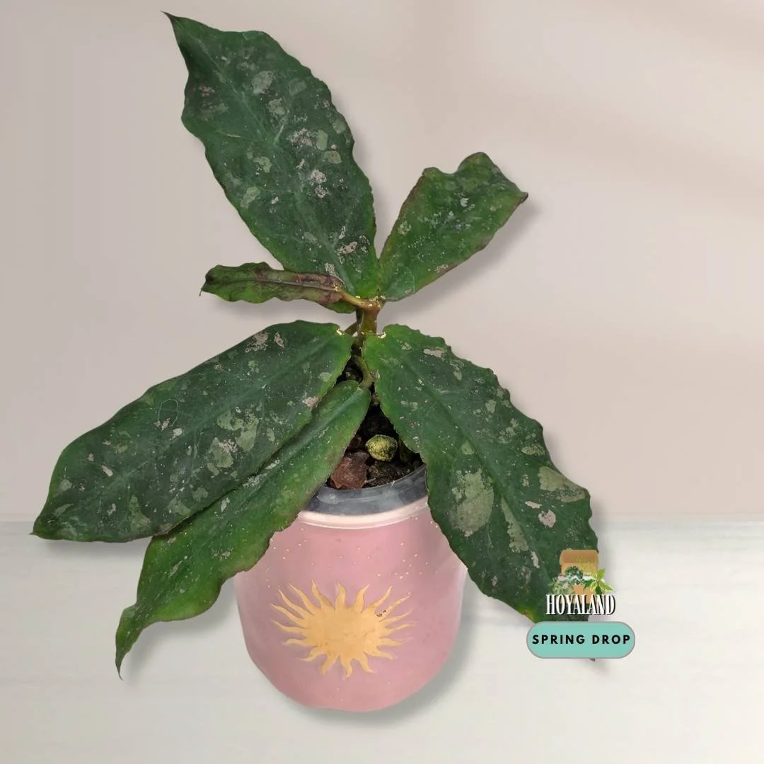Hoya undulata.jpg