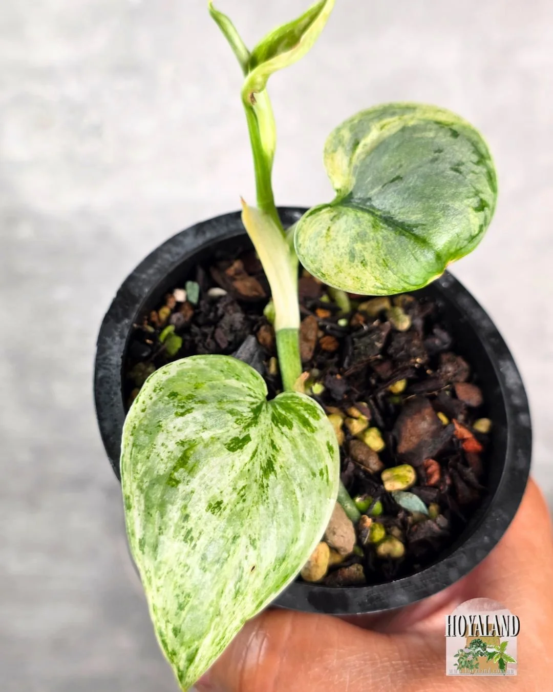 Scindapsus Tembaga A (2).jpg