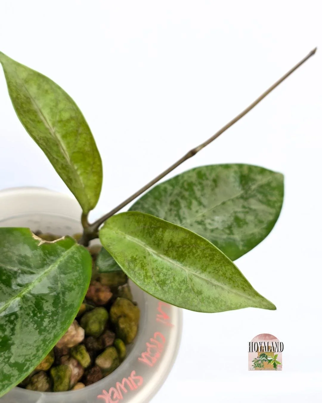 Hoya lai chau silver (2).jpg