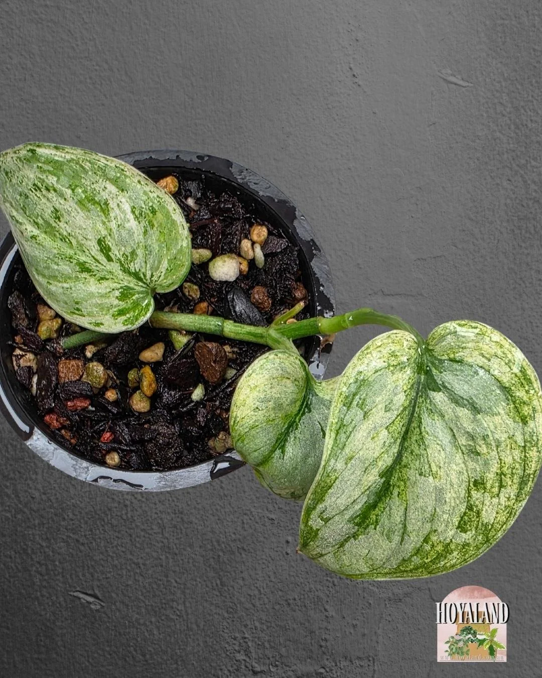 Scindapsus Tembaga (3).jpg