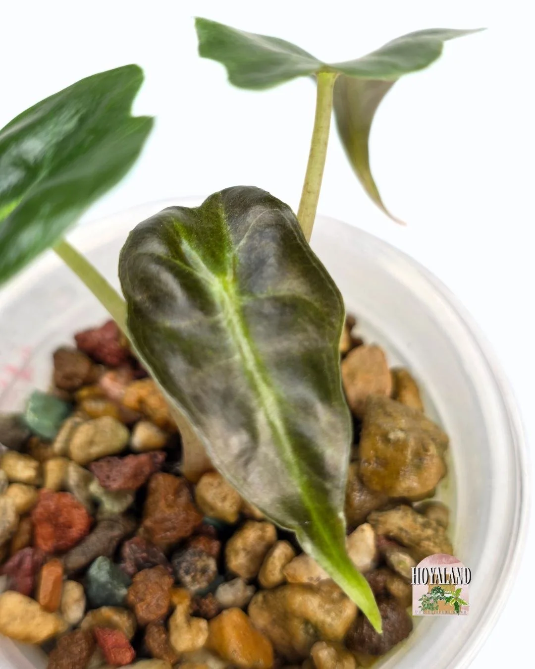 alocasia venom.jpg (Copy)