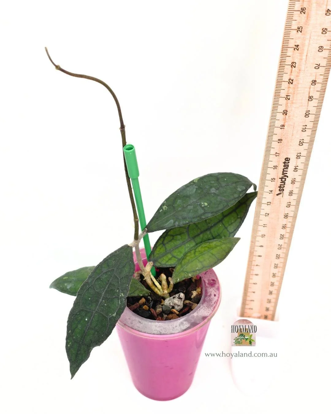 Hoya clemensiorum mini (4).jpg