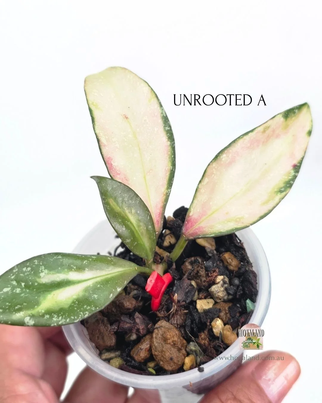 Hoya nabawanensis variegata (3).jpg