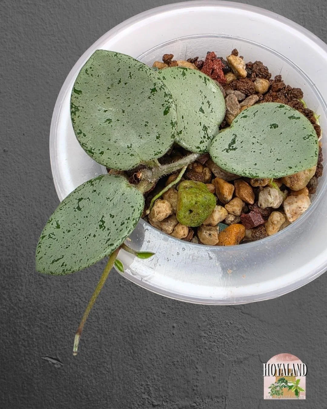 Hoya mathilde grey fairy (2).jpg