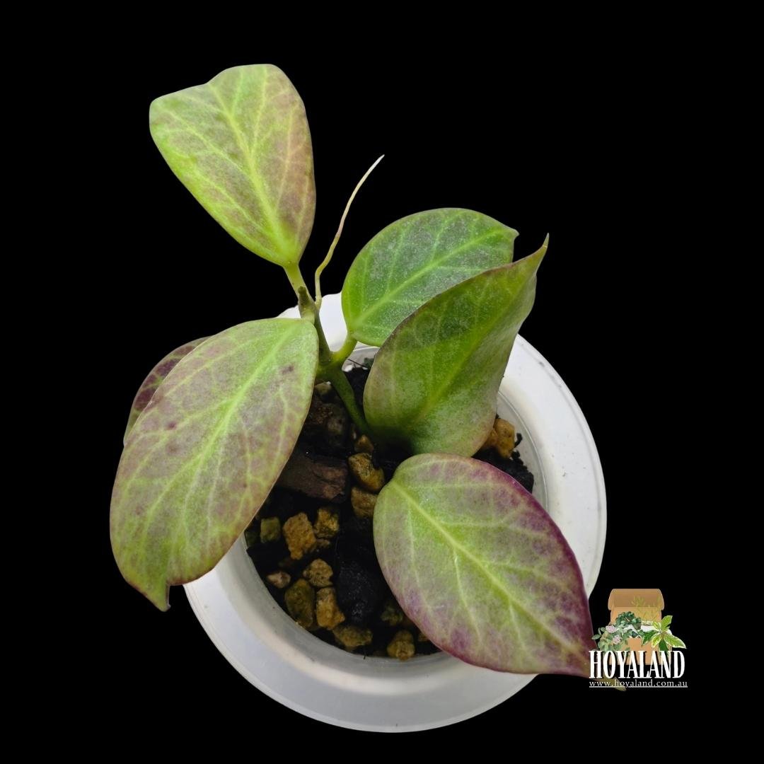 Hoya obscura silver (3).jpg