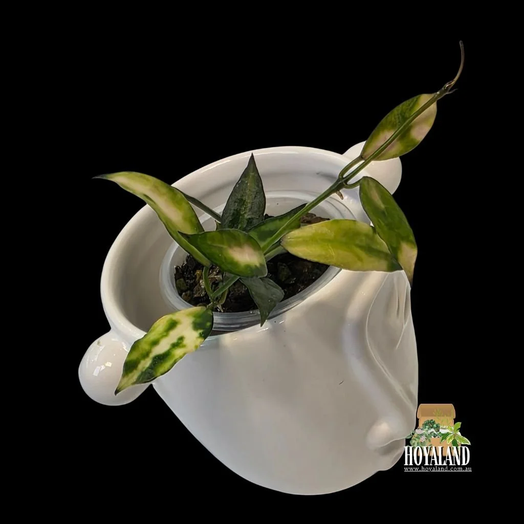 Hoya lacunosa cianjur (7).jpg