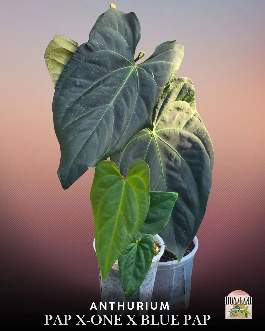 Anthurium papx1 x bluepap (3).jpg