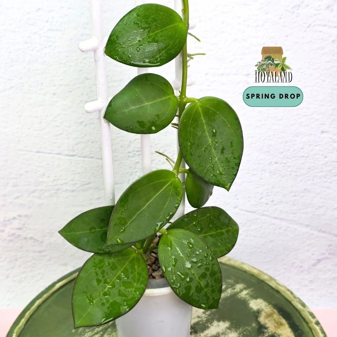 Established Hoya sp Para Green climbing vine showing thick succulent round disc leaves, deep emerald lamina, and active climbing growth