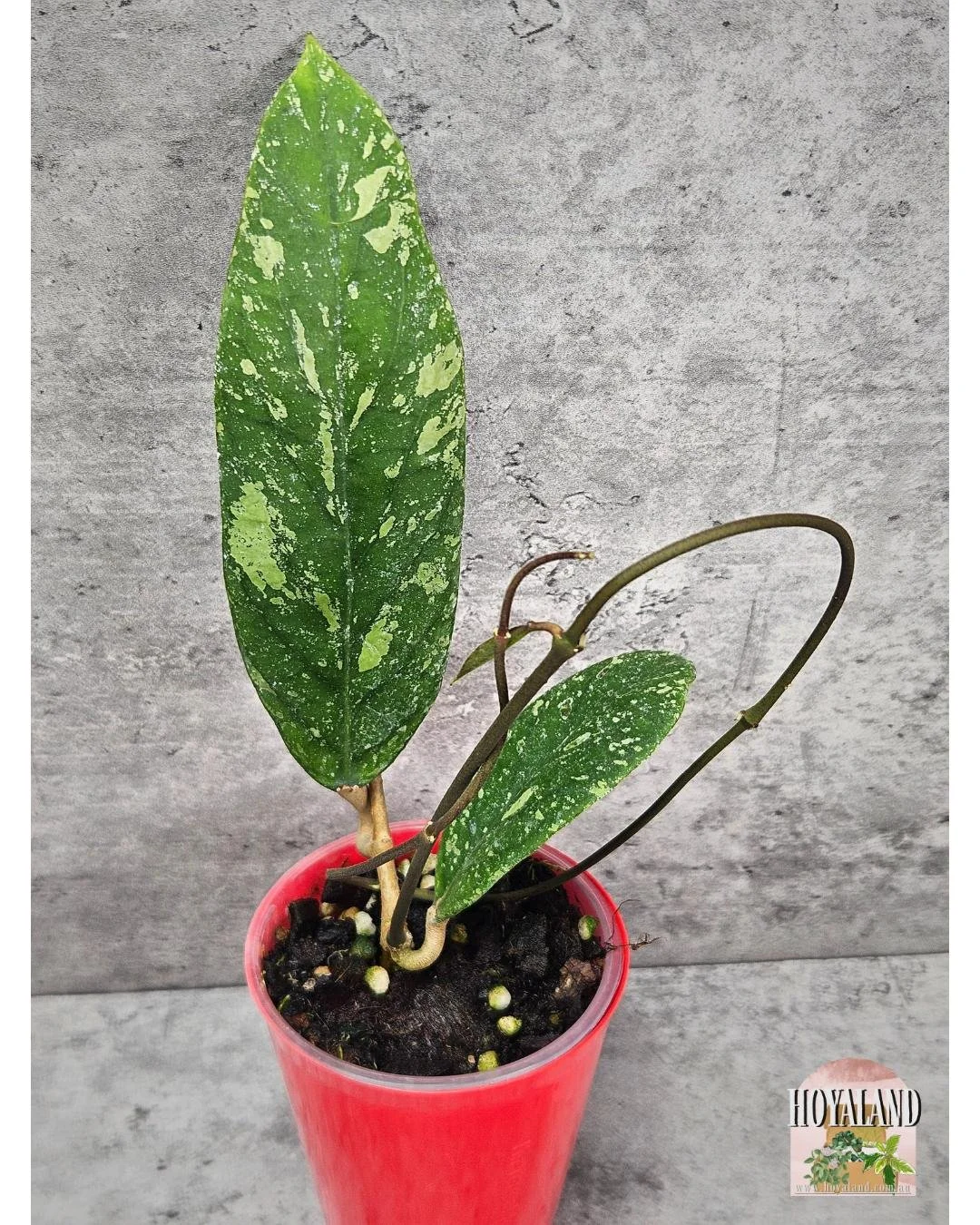 🌞 Hoya sp Jabar | Rare Hoya | Hoyaland ⛈️