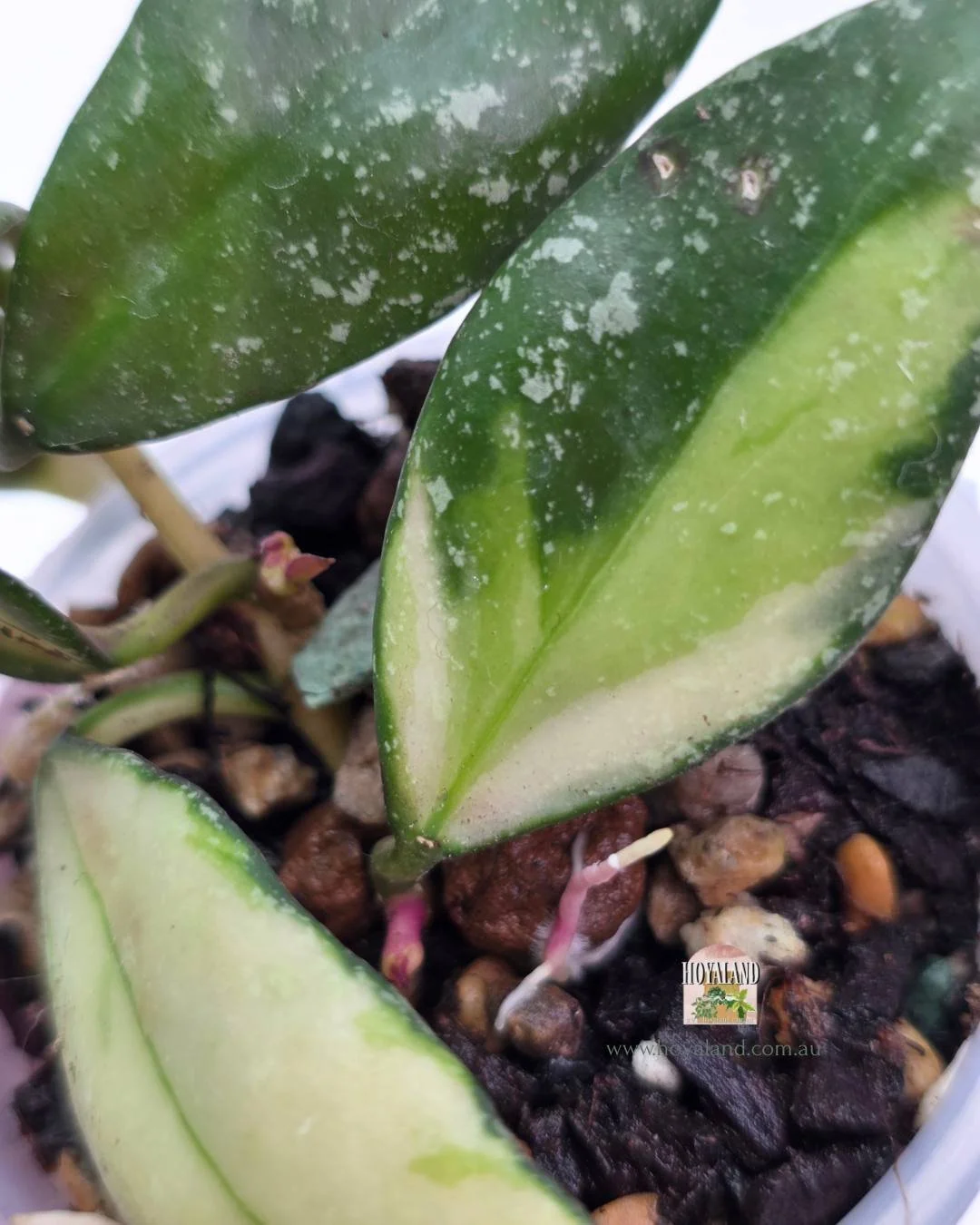 Hoya nabawanensis variegata (2).jpg