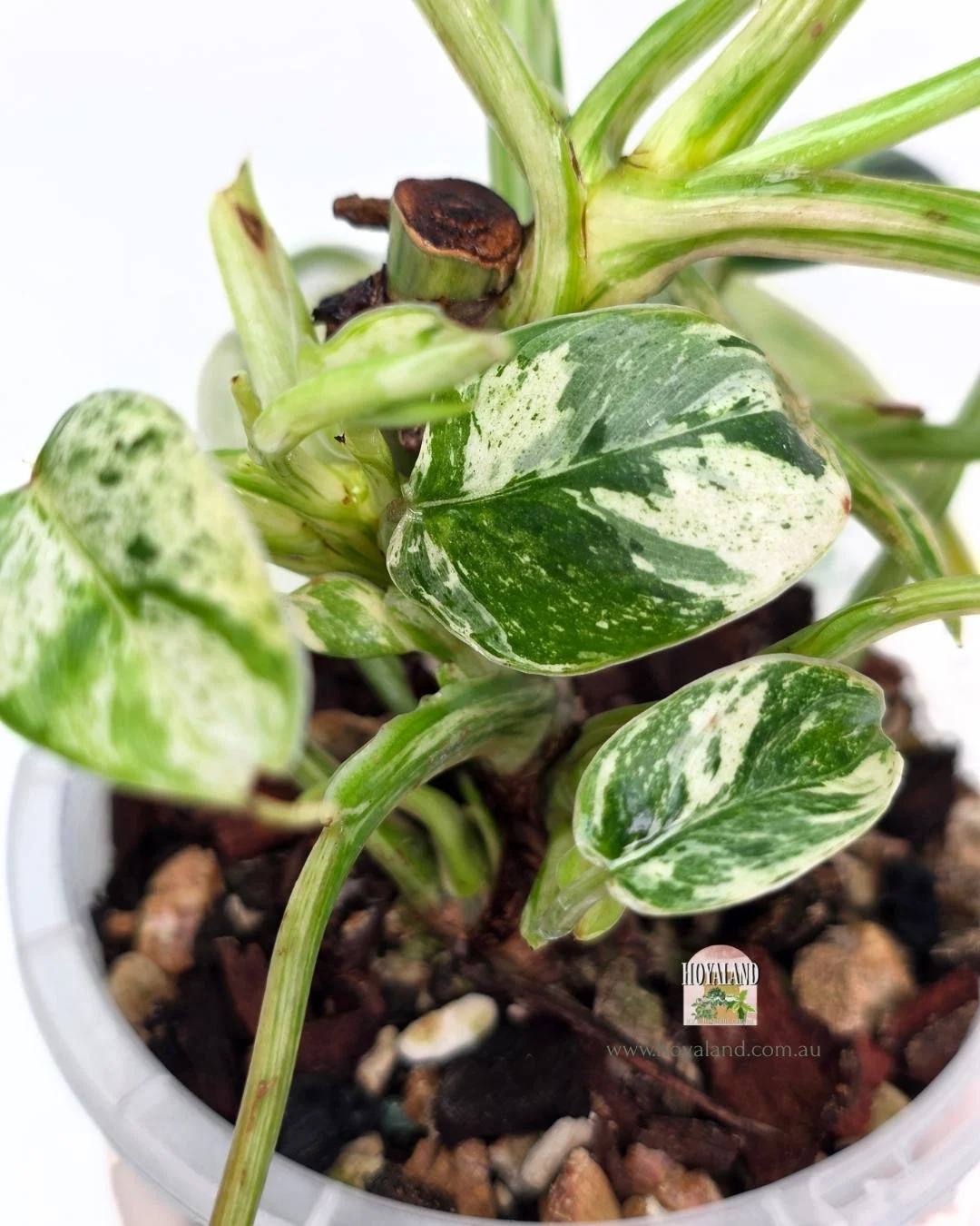 Philodendron emerald queen (5).jpg