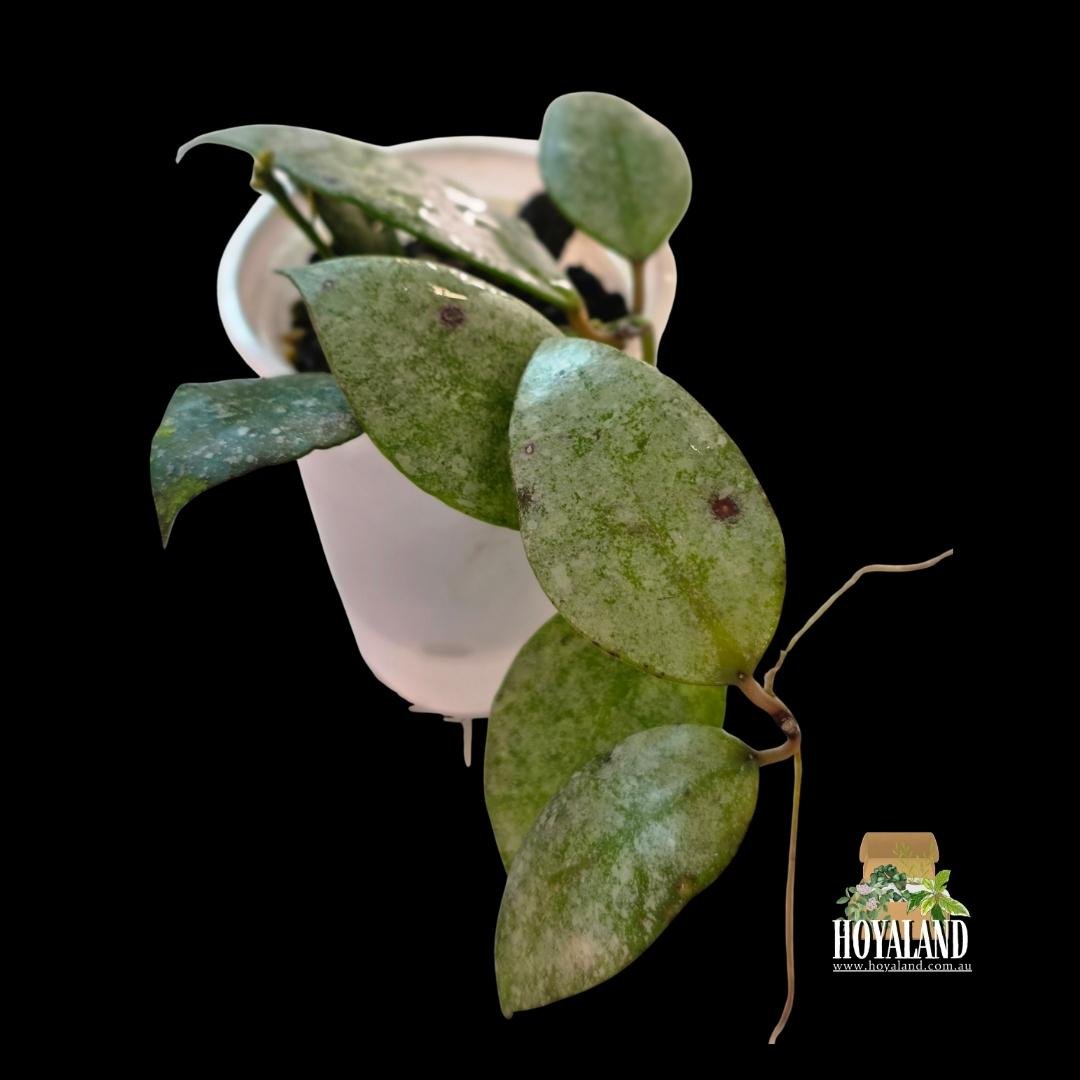 Hoya walliniana silver a (1).jpg