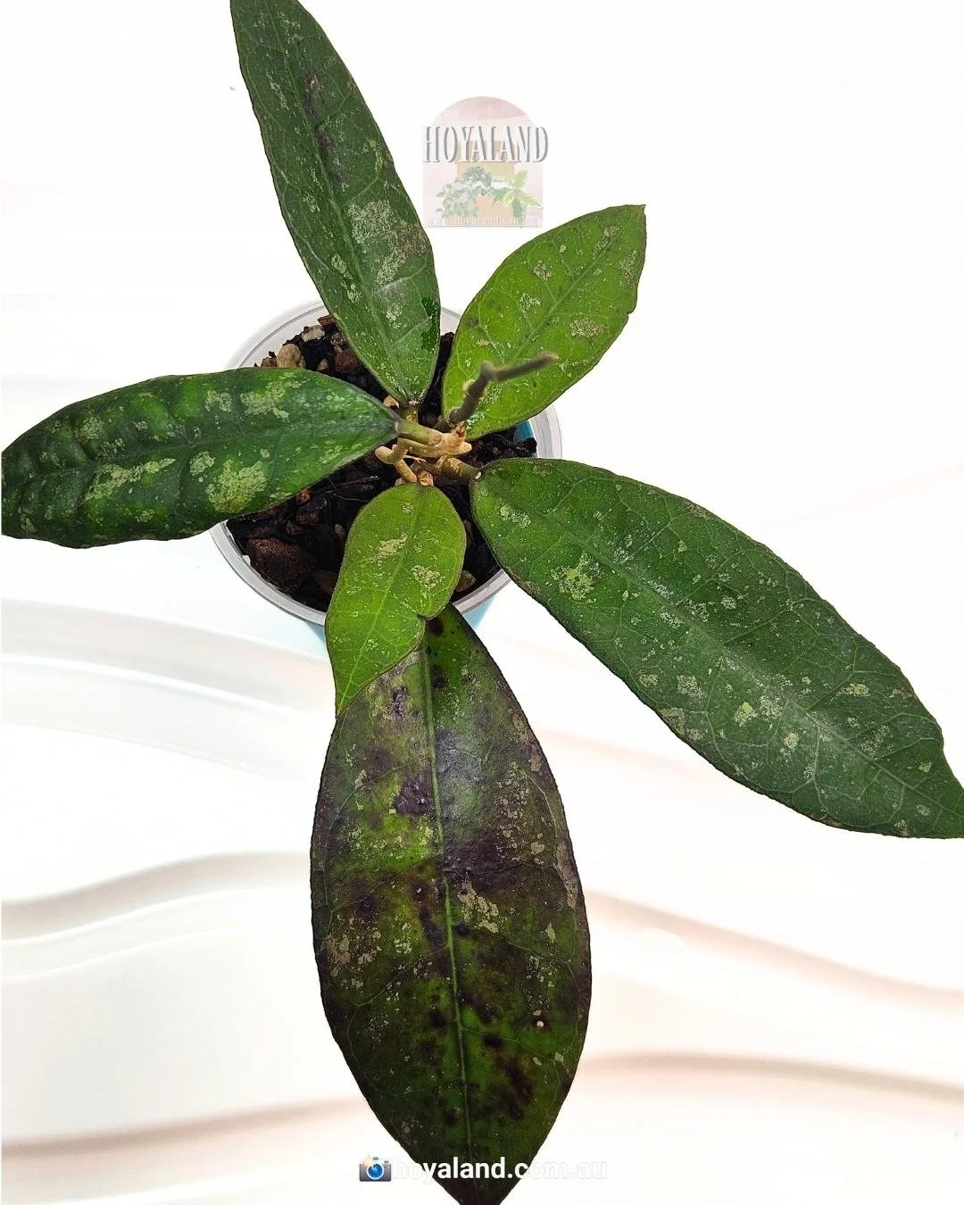 Hoya aff lambii (4).jpg