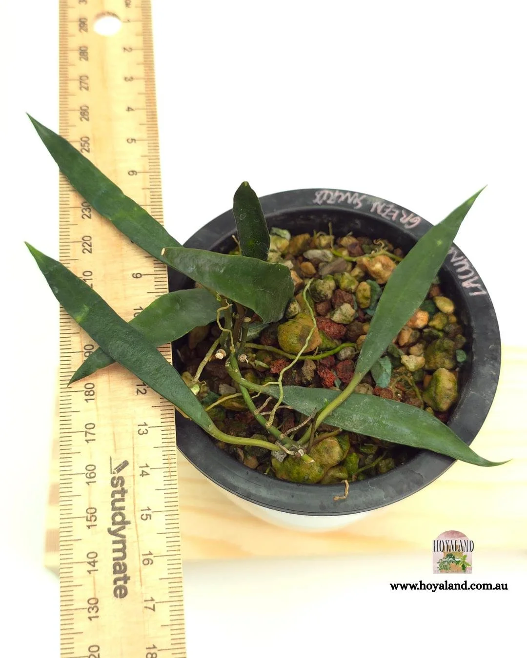 🍂 NEW Hoya lacunosa Green Swords