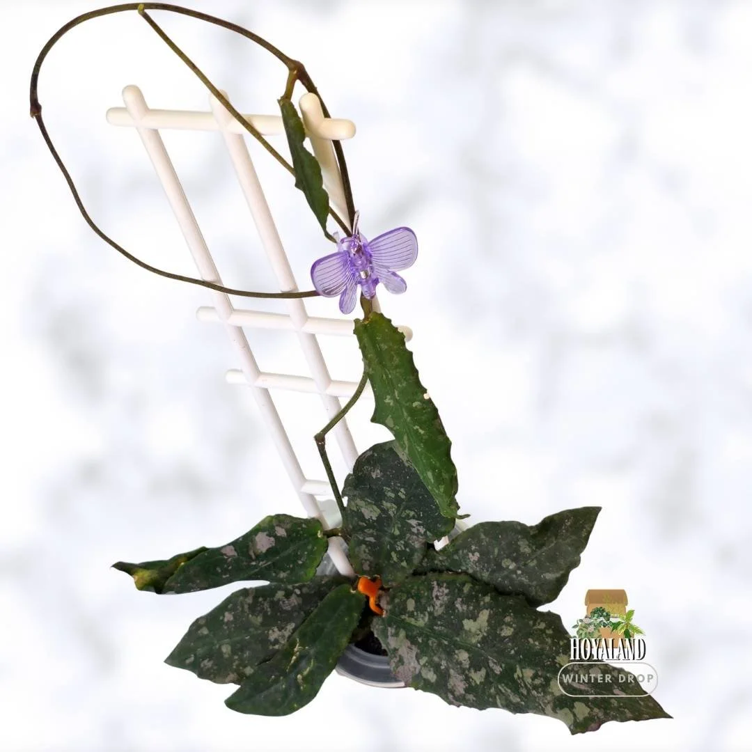 buy-rare-hoya-undulata-prehistoric-wavy-leaves-australia.webp (4).jpg