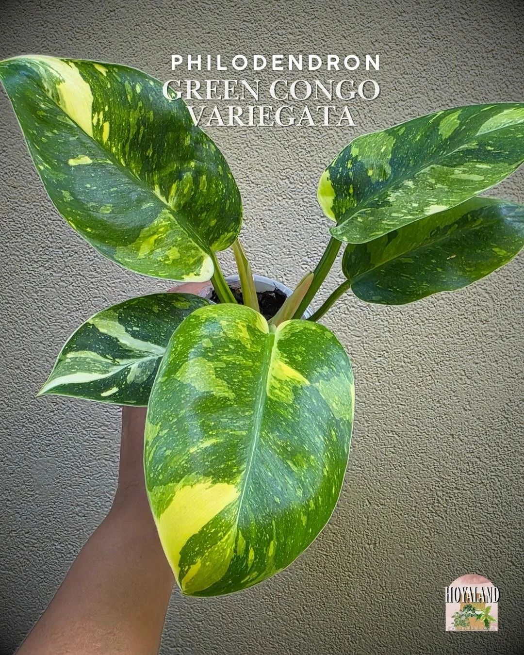Philodendron green congo variegata a (1).jpg