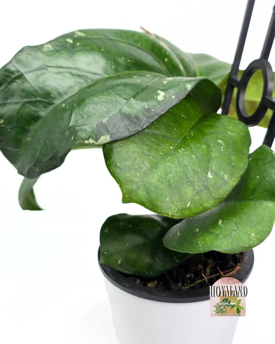 🌞 Hoya AH 1025 | Giant Leaves Related to cv Elephant 🩷