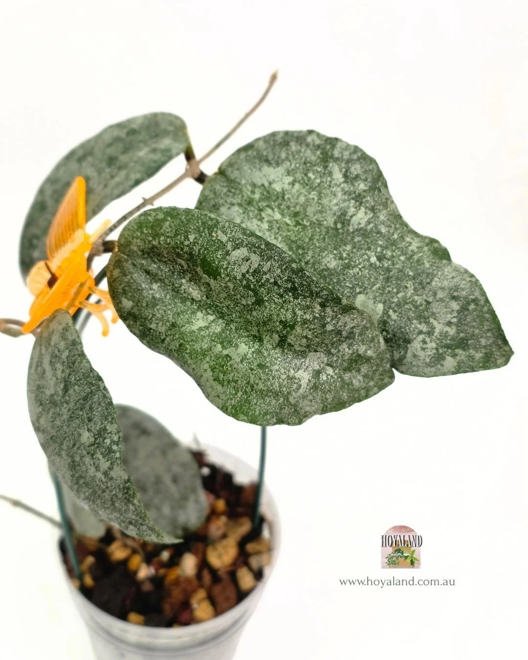 Hoya caudata silver (3).jpg