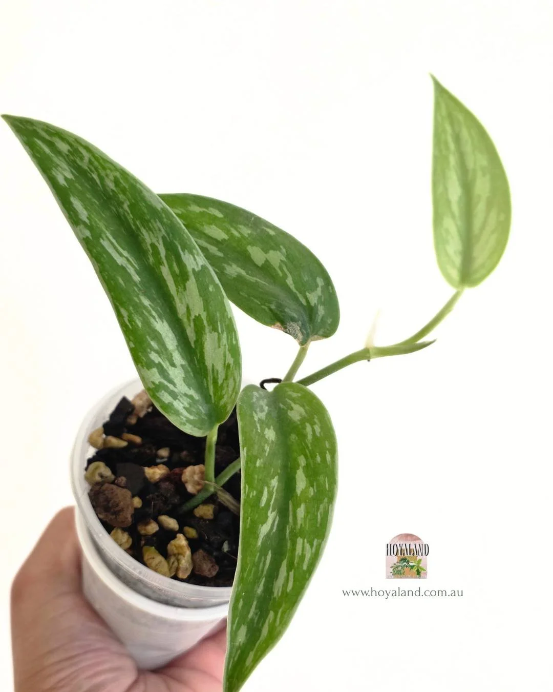 🍂 Rare Scindapsus Green Army (Narrow Form) LAST 1.