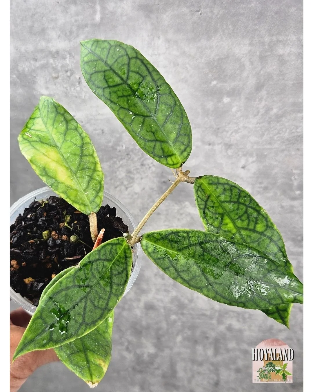 🌞 Hoya cv Marvels | Veiny Unique Plant Hybrid | 🎄